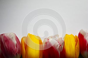 A set of five multicolored tulips on a white-gray background