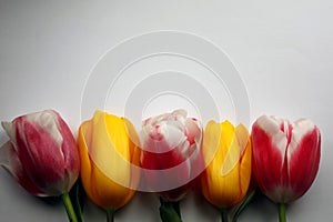A set of five multicolored tulips on a white-gray background photo