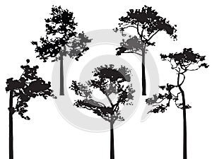 Set of five pine tree silhouette vector
