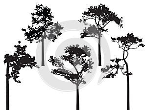 Set of five pine tree silhouette vector photo