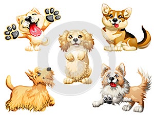 Set five puppy of a dog on white