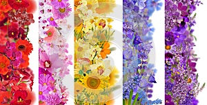 Set of five strips from flowers isolated on white