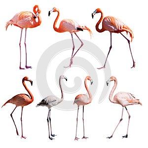 Set of Flamingoes. Isolated over white