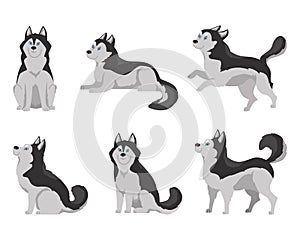 Set of flat cartoon vector illustrations husky dogs with blue eyes, Happy domestic husky puppy sitting, lying, jumping