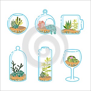 Set of flat florariums with different succulents and cactus for design modern interior. Plant in a glass aquarium.