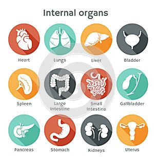 Set of flat icons with human internal organs