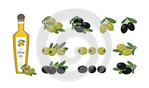 Set - flat illustration of olive oil in a bottle and olive sprigs. Vector illustration on white background