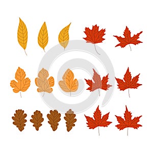 Set of flat leaves. Vector illustration of design elements for greeting cards, posters, wallpaper, surface, web design, textile,