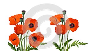 Set of floral arrangements with red poppy flowers and seeds isolated