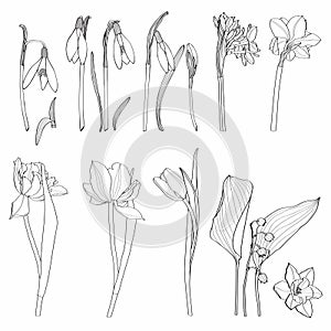 Set of Floral Botany Collection. Tulip, daffodils, snowdrops spring flower drawings. Line art on white background.