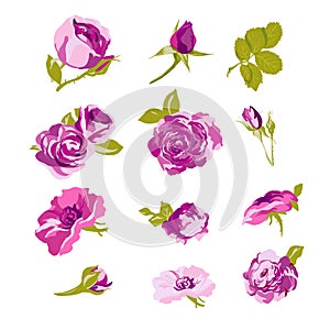 Set of floral design elements, flower collection