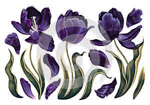 Set of floral elements with dark violet, navy blue tulips flowers leaves and petals.