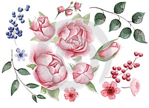 Set of floral elements. Flowers pink peonies, green, burgundy, blue leaves