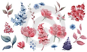 Set of floral elements. Flowers pink peonies, green, burgundy, blue leaves. Gentle concept with flowers. Watercolor arrangements