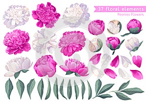 Set of floral elements with peonies flowers and leaves.