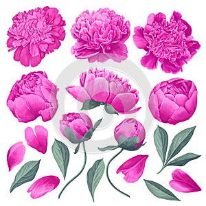 Set of floral elements with pink peonies flowers and leaves.