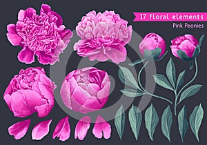 Set of floral elements with pink peonies flowers and leaves. Hand drawn, vector botanical flora for decoration,
