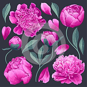 Set of floral elements with pink peonies flowers and leaves. Realistic style.