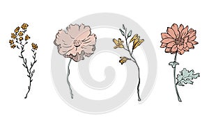 Set of floral elements. Vector flowers collection for card or logo designs.