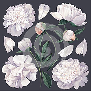 Set of floral elements with white peonies flowers and leaves.