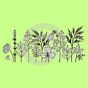 Set of floral elements from wild herbs and flowers.