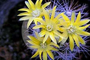 Set of floral stars with light blue thorns photo