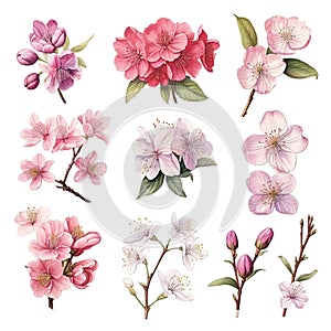 Set of floral watecolor. Sakura blossom flower and leaves. generative ai
