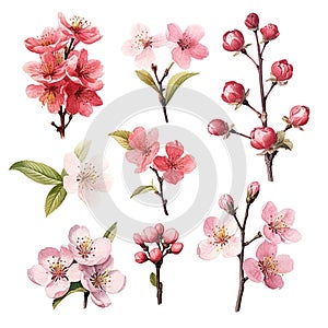 Set of floral watecolor. Sakura blossom flower and leaves. generative ai
