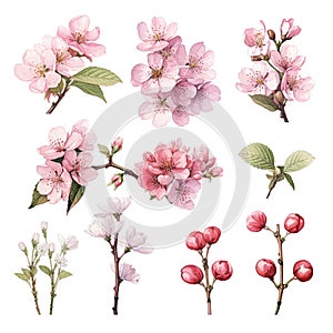 Set of floral watecolor. Sakura blossom flower and leaves. generative ai