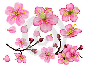 Set of Flower blossom twigs sakura. Design of realistic floral petals and buds isolated on white background. Elements for spring