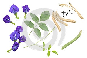 Set of flower or blue pea, bluebellvine , cordofan pea, clitoria ternatea with green leaf isolated on white background. Top view.