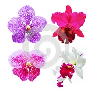 Set of flower orchid ( Cattleya, Vanda )