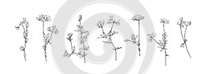 Set of flower outlines. Hand drawn floral collection. Black plants sketch vector on white background. Herb wildflower decorative