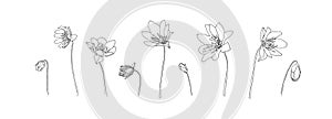 Set of flower outlines. Hand drawn plant collection. Black floral vector sketch on white background. Decorative wildflower