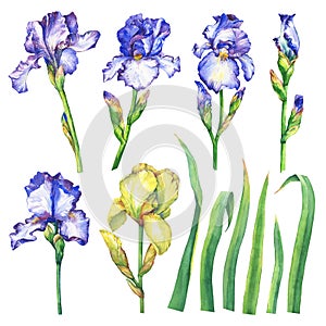 Set flowering blue and yellow Iris with bud.