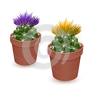 Set of Flowering Cactuses isolated on white background. Realistic Cactus in colorful ceramic pot. Vector EPS 10 illustration photo