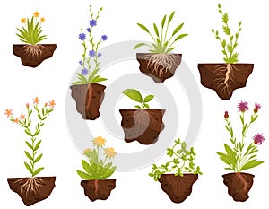 Set of flowering plants with roots in the ground. Vector illustration.