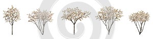 Set of flowering trees isolated on white background. 3D render.