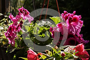 A set of flowers for the balcony. Pelargonium grandiflorum English geranium and impatiens