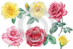 Set of flowers, beautiful roses. Hand drawn watercolor painting on white background.