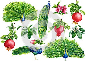 Set of flowers and birds, pomegranates fruit, peacocks, isolated white background, watercolor