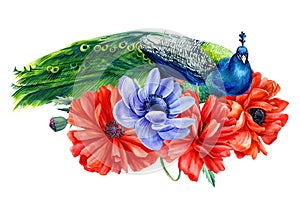 Set of flowers and birds, poppies, anemones, peacocks on an isolated white background, hand drawing, watercolor