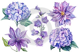 Set of flowers blue bellflower, clematis, hydrangea, watercolor botanical illustration