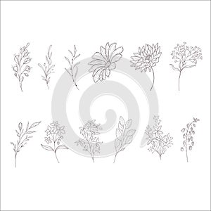 Set of Flowers and Branches. Line Art.