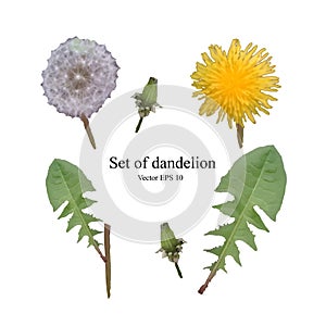Set of flowers, buds, leaves and dandelion seeds on an isolated background