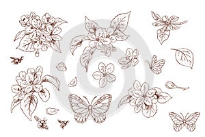 Set of flowers and butterflies