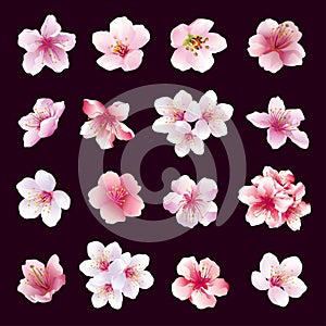 Set of flowers of cherry tree isolated