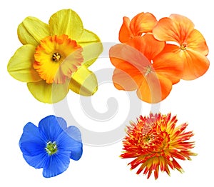 Set flowers cornflower blue; narcissus; nutmeg, dahlia and geranium