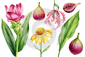 Set flowers fruits and leaves isolated background watercolor botanical painting illustration, Echinacea, fig, turmeric