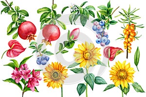 Set of flowers and fruits, pomegranates, sunflowers, blueberries, sea buckthorn on an isolated background, watercolor